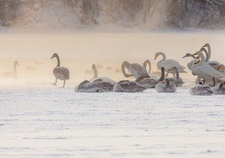 Лебеди покидают излюбленное место зимовки в Алтайском крае — заказник «Лебединый»