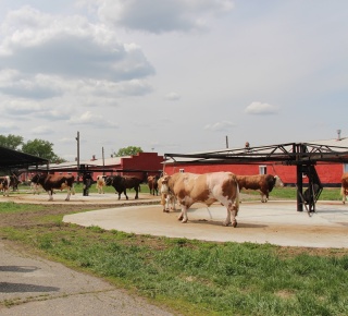Сергей Карепкин: «Взаимодействие с Алтайским краем в области животноводства – одно из перспективных направлений сотрудничества»