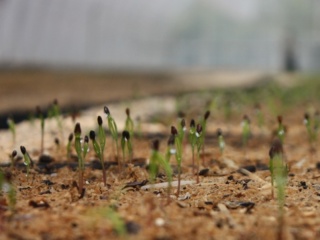 В Лесном селекционно-семеноводческом центре Алтайского края получили дружные всходы