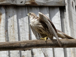 «Алтай-Фалькон» готовит к самостоятельной жизни в природе 10 краснокнижных соколов