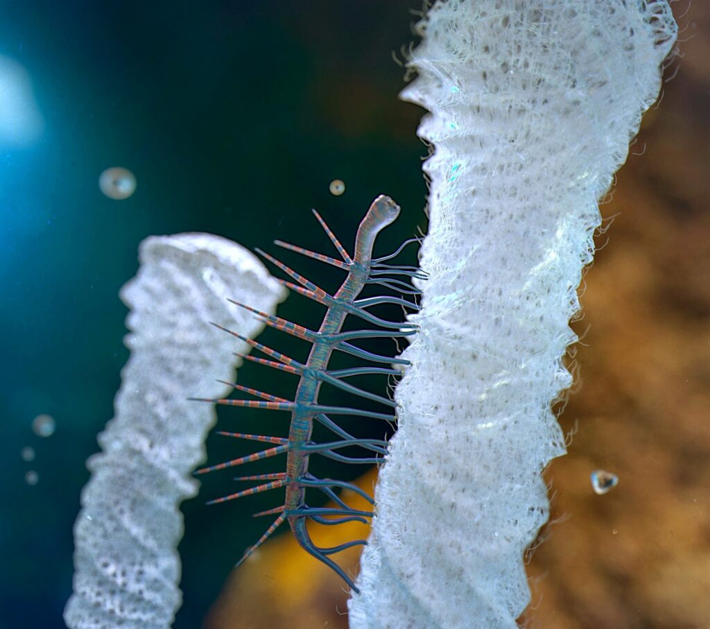 Загадка Кембрийского взрыва