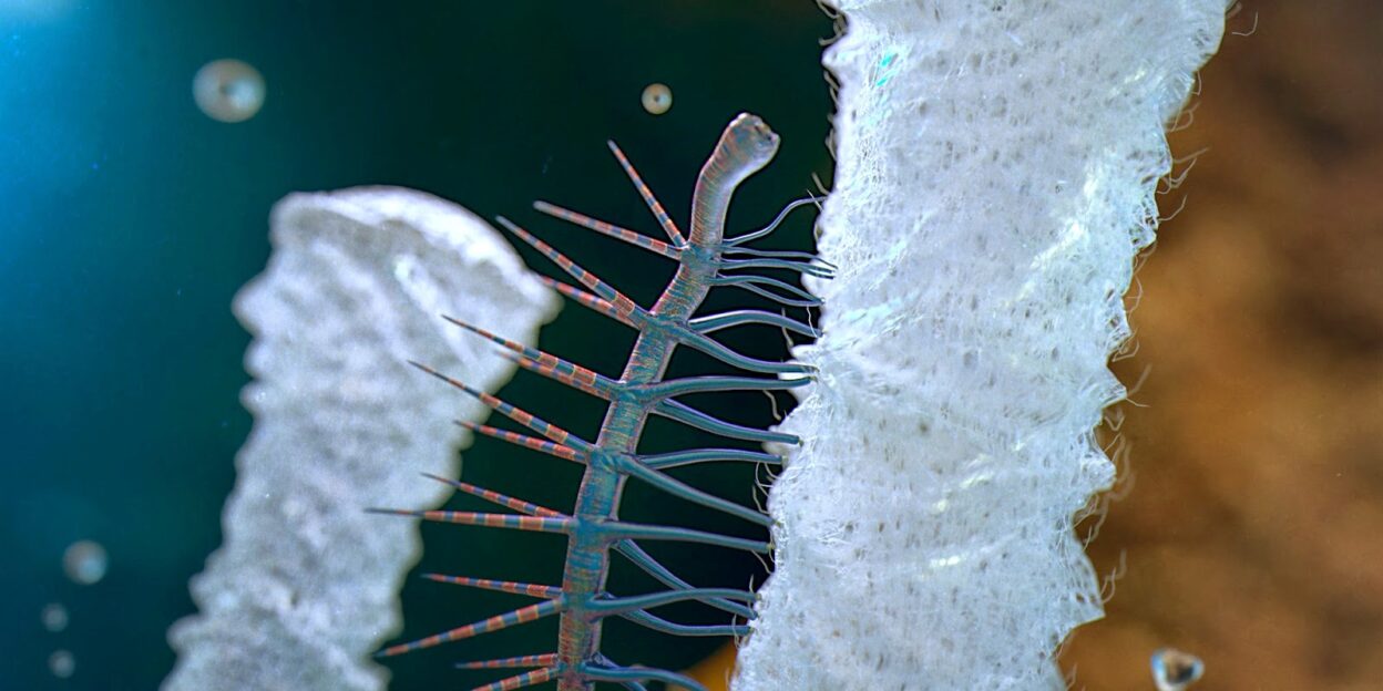 Загадка Кембрийского взрыва