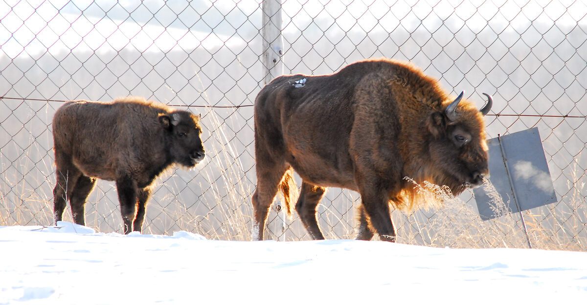 Комплекс «Сибирское подворье» акционерного общества «Курорт Белокуриха» проводит конкурс «Назови зубренка»