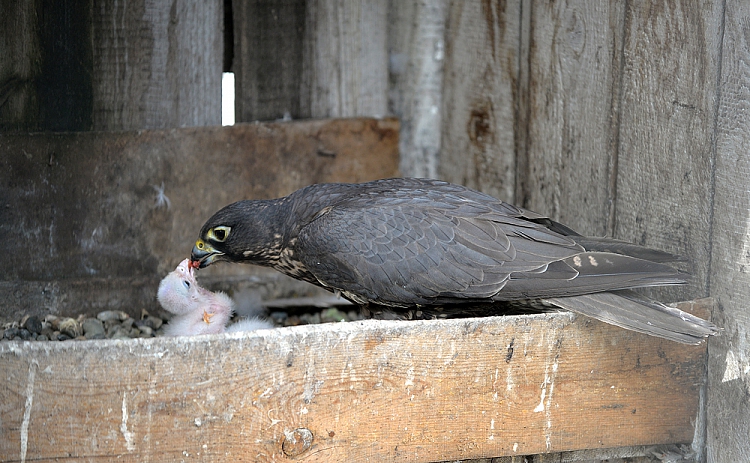 Орнитологи АлтГУ отмечают Международный день птиц