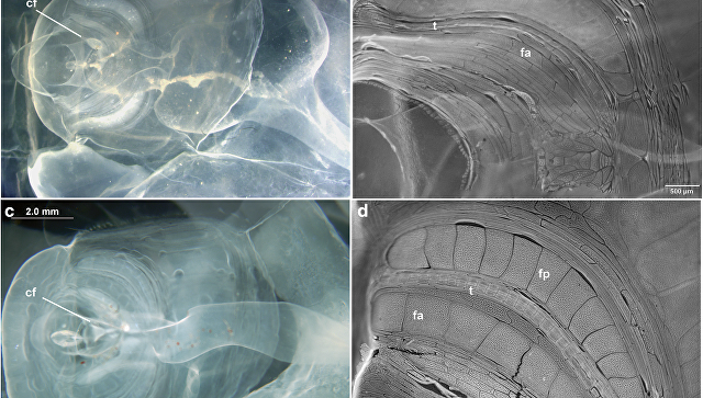 Учёные обнаружили неизвестное существо у берегов Калифорнии и убили его