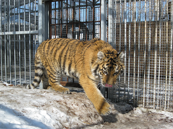 Покусавший девочку тигр покинул зоопарк Барнаула