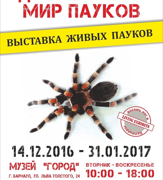 Уникальную коллекцию живых пауков выставили в музее «Город»