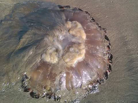 Любимый россиянами Гоа атаковали ядовитые медузы: известны случаи ампутации конечностей