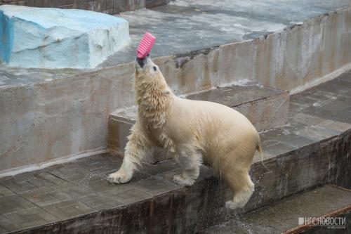 Молодому белому медведю Ростику из Новосибирска подыскивают новый дом