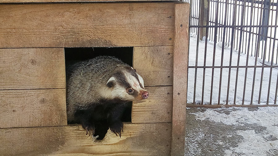 Животные Барнаульского зоопарка начали выходить из зимней спячки