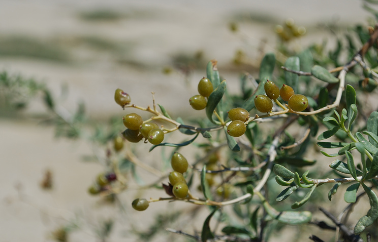 Сибирские ученые обнаружили у древнего растения способность лечить грипп