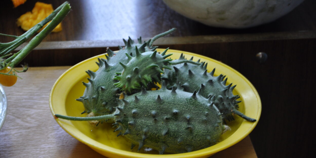 Сибирские ученые предложили ввести в рацион россиян момордику и бенинказу