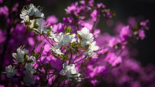 На Алтае обнаружили белый маральник