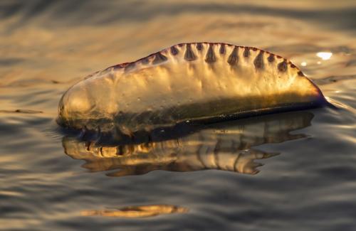 Пхукет атакуют ядовитые португальские кораблики
