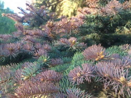 Деревья и фонтаны Новосибирска приобрели антивандальный розовый цвет