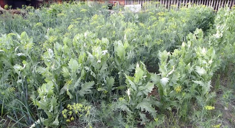 На Алтае мужчина тщательно ухаживал за плантацией мака, но не успел собрать «урожай»