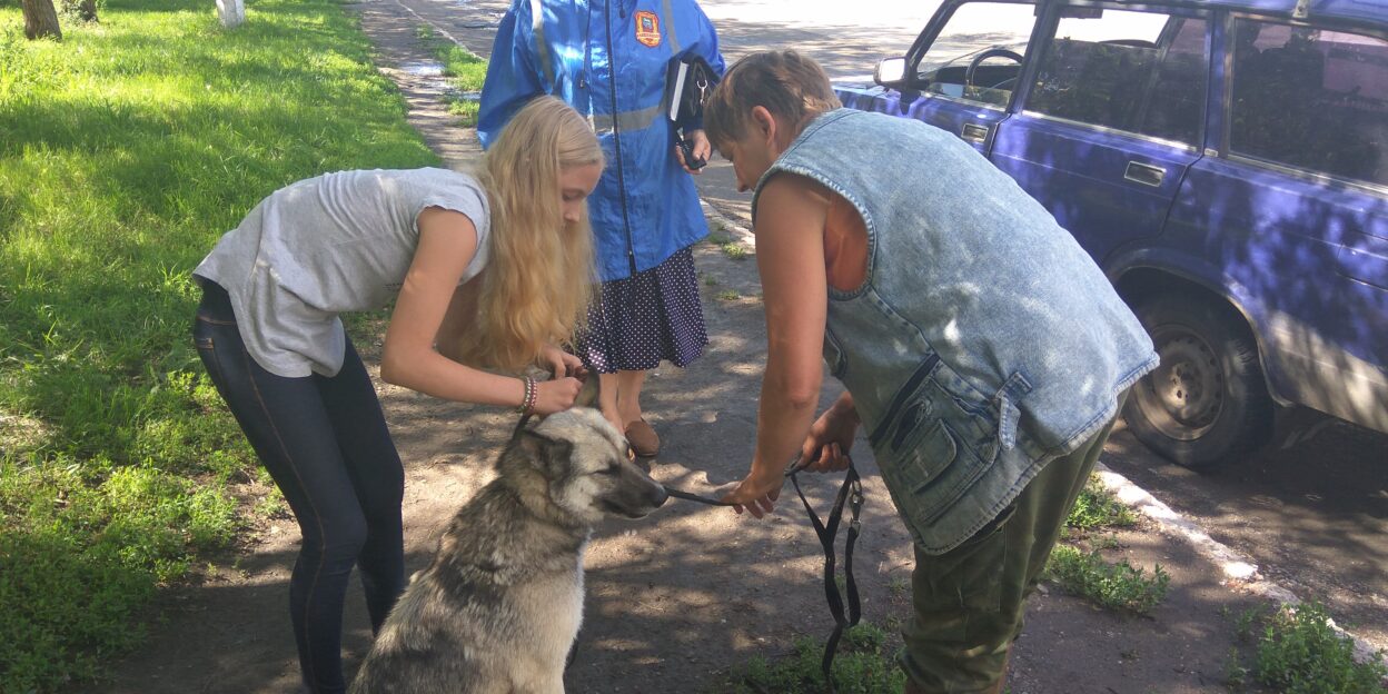 В поселке Научный Городок бездомным собакам помогут найти хозяев
