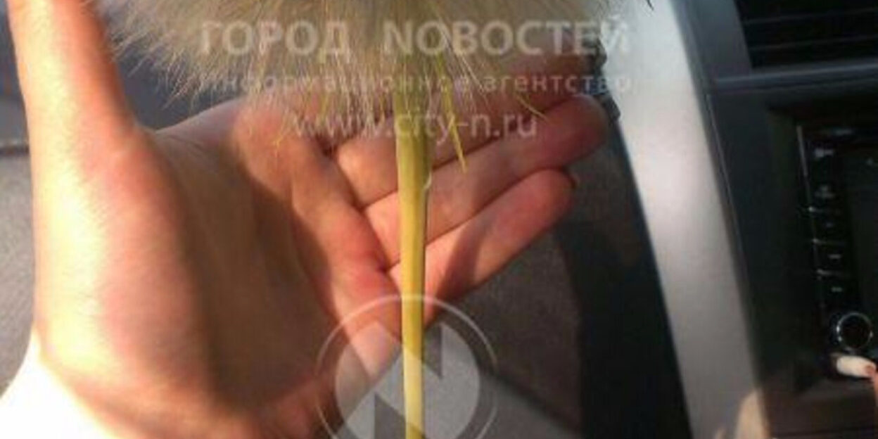 Житель Сибири нашел огромный «одуванчик»