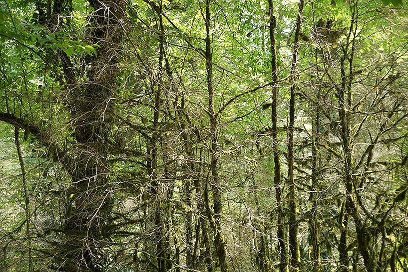 Бабочка из Европы уничтожила российский реликтовый самшит