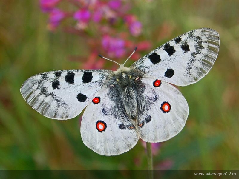 Алтайские энтомологи сообщили о появлении в крае краснокнижной бабочки