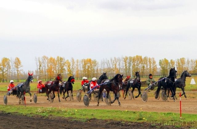 30 сентября в Смоленском районе на Ипподроме «Алтай» в пятый раз состоится конноспортивный праздник «Золото Алтая»