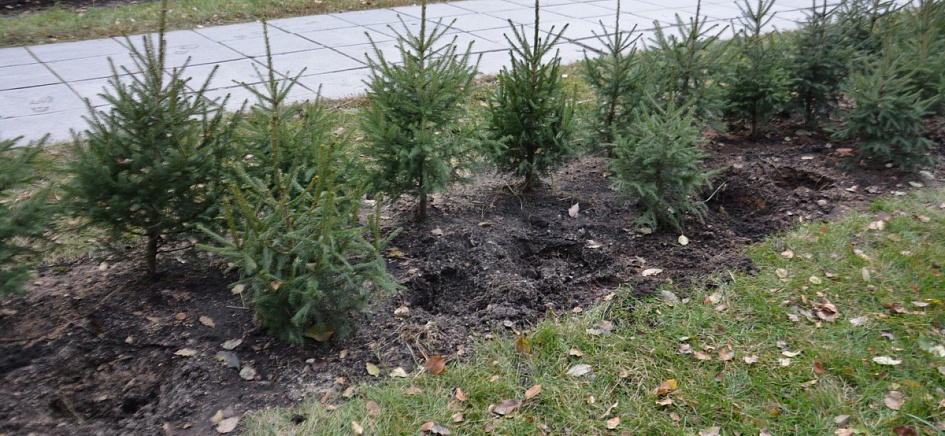 В сквере у Мемориала Славы неизвестные похитили 22 молодых елочки. Полиция просит помочь в поиске похитителей елей жителей Барнаула