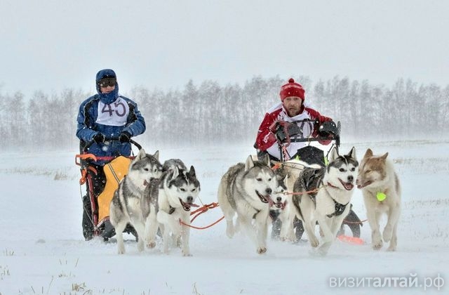 Питомник сибирских хаски Altai Rocks разработал новые экскурсионные программы