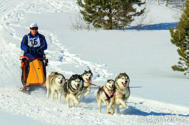 На «Бирюзовой Катуни» пройдут горные гонки на собачьих упряжках «По седому Алтаю». До конца января – льготная регистрация участников