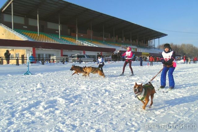Любительские гонки лыжников на собаках пройдут на ипподроме. Новички-скиджеры с питомцами приюта бегут бесплатно