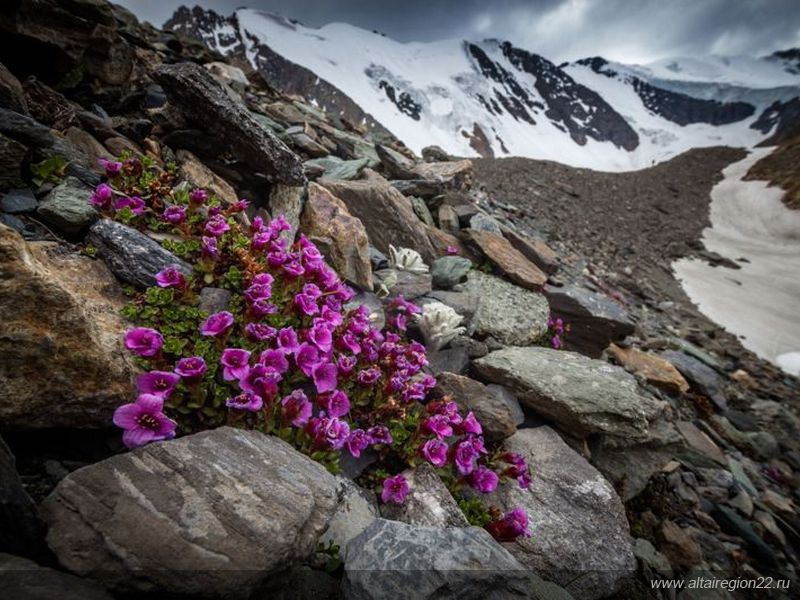 В Алтайском крае проходит международный конкурс фотографий «Живая природа Алтая»