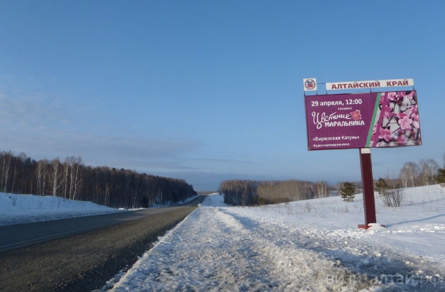 Чуйский тракт в баннерах! О «Цветении маральника» вам расскажут, куда бы вы ни поехали