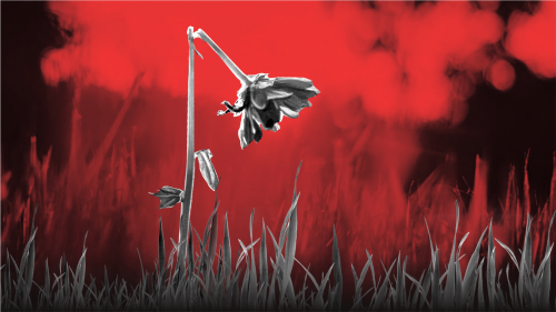 Алтайский театр музкомедии представит зрителям музыкальную драму «А зори здесь тихие…»