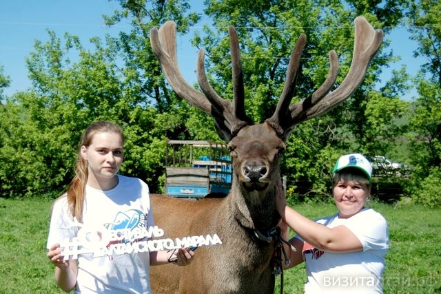Фестиваль мараловодов и ценителей пантовой продукции начнется в Алтайском районе 2 июня