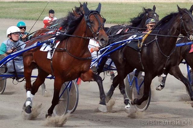 Беговой сезон на Барнаульском ипподроме откроют 20 мая