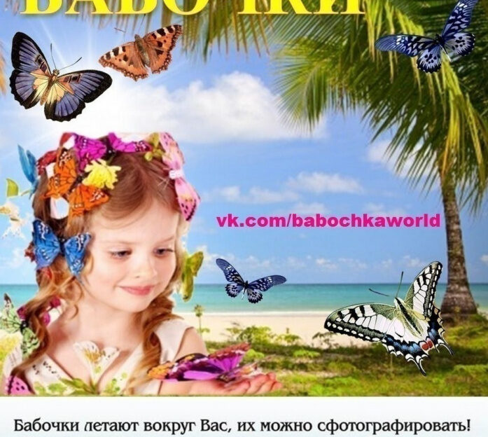 Выставку живых тропических бабочек откроют в барнаульском музее «Город»