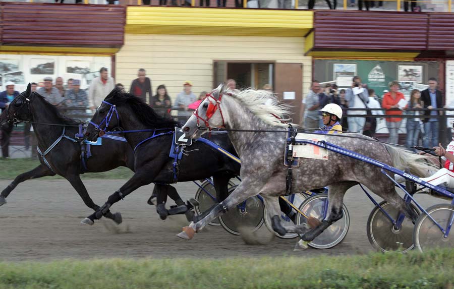 На Барнаульском ипподроме состоятся заезды орловских рысаков
