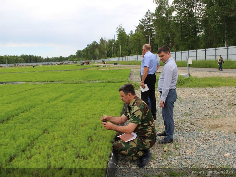 Площадки первого выездного семинара Национального лесного форума в Алтайском крае готовы к демонстрации