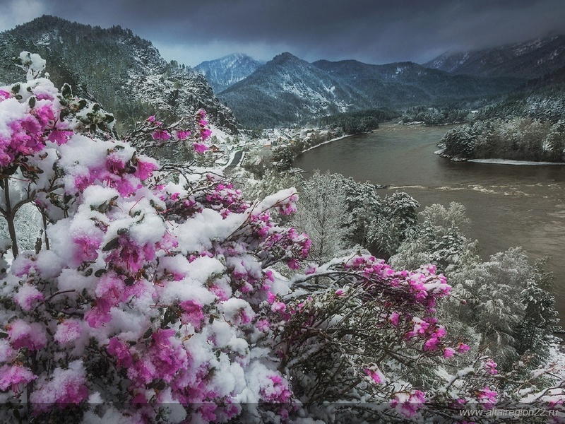 Работы фотографов из Алтайского края вошли в экспозицию «Дикая природа России» National Geographic