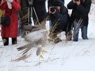 В Алтайском крае выпустили в природу краснокнижных соколов, выращенных в питомнике «Алтай-Фалькон»