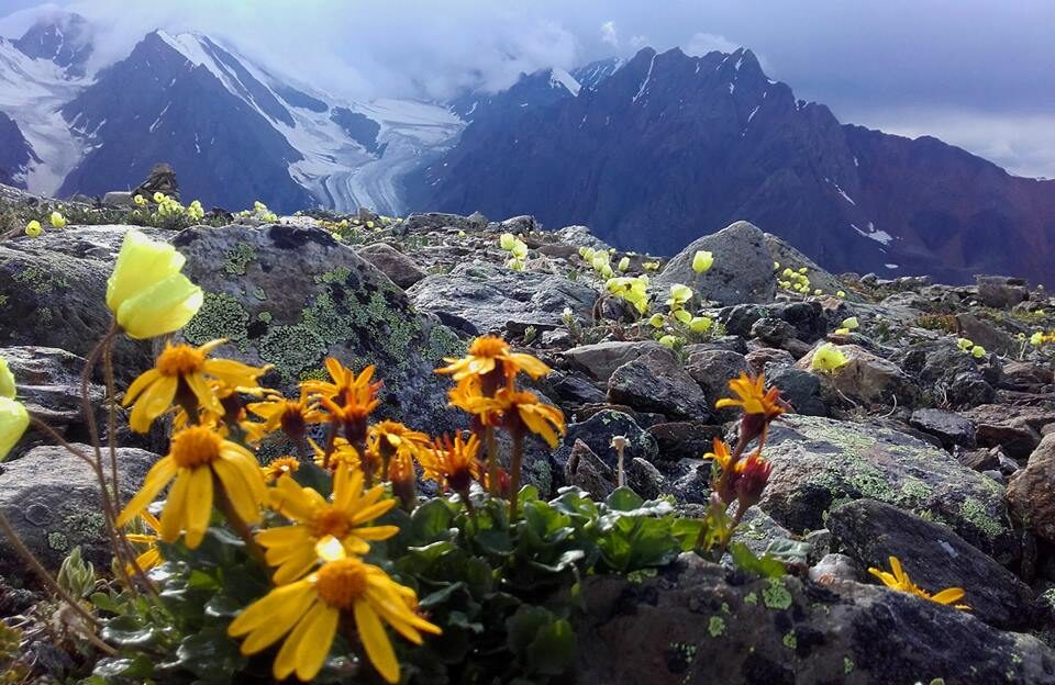 Барнаульские ученые готовятся провести летнюю международную школу по исследованию флоры Алтая