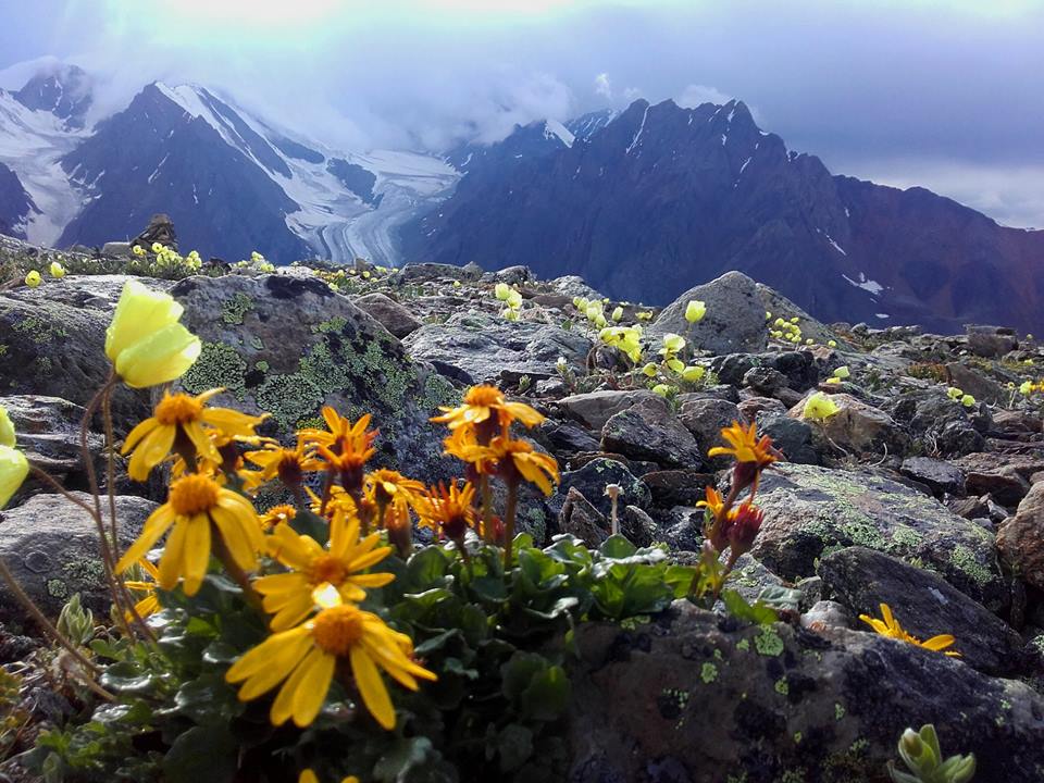 Барнаульские ученые готовятся провести летнюю международную школу по исследованию флоры Алтая