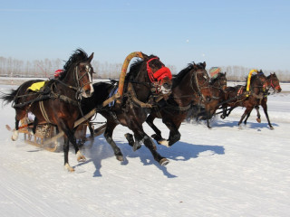Заезды лучших рысаков Сибири и лошадей рабочих пород состоятся на фестивале «Сибирская Масленица» в Алтайском крае