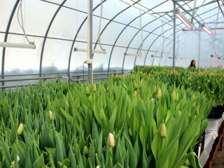 В ботаническом саду Алтайского государственного университета к 8 марта вырастили большой урожай тюльпанов