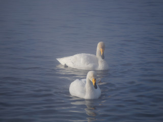 Лебеди покидают места зимовки в Алтайском крае