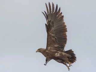 В ленточном бору в Алтайском крае устанавливают искусственные гнездовья для редких птиц