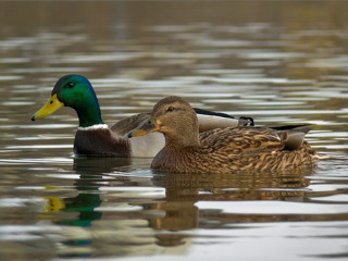 В Алтайском крае определили порядок проведения весенней охоты в 2019 году