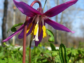 В Алтайском крае организуют праздник, посвященный цветению растения из Красной книги России