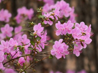 В седьмой раз гостей и жителей Алтайского края приглашают на праздник открытия летнего туристического сезона «Цветение маральника»
