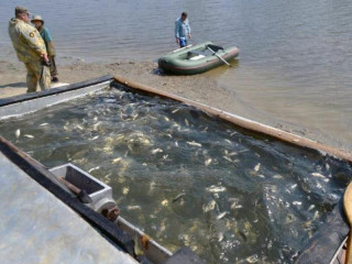 В пойменные разливы Оби в Алтайском крае выпустили молодь сазана