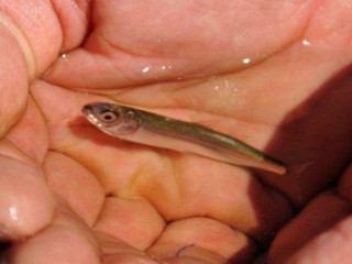 В Алтайском крае выпустили в Обь 20 тысяч мальков сазана